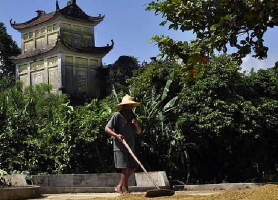 Cây thuốc nam chữa bệnh viêm đại tràng của bác đã cứu mẹ tôi