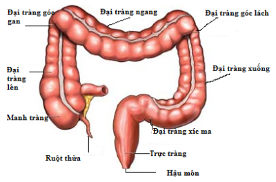 Đại tràng là gì?