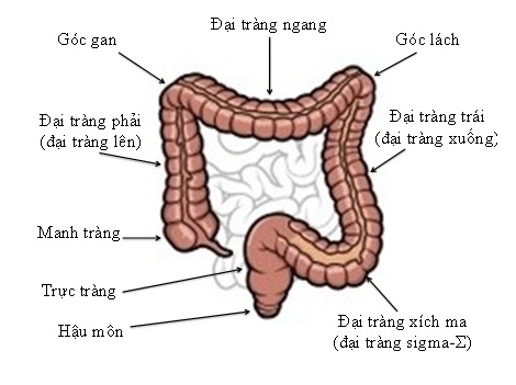 benh-viem-dai-trang-sigma