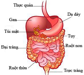 benh-viem-truc-trang-la-gi