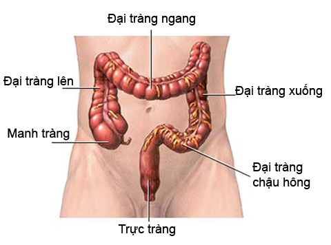 Manh tràng là gì, nằm ở đâu, cấu tạo và chức năng