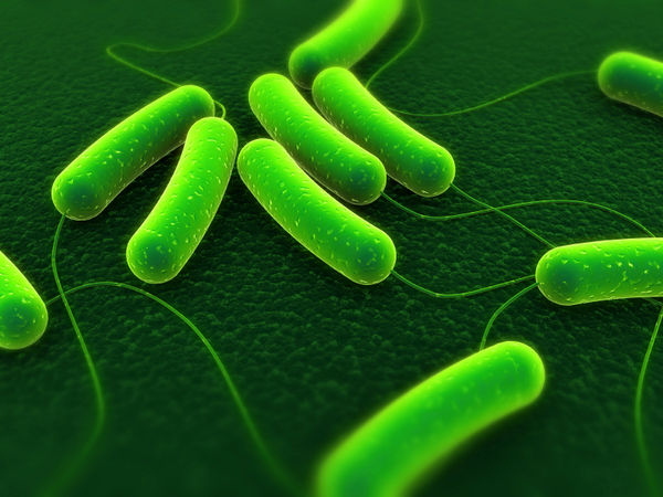 Vi khuẩn E.coli là gì